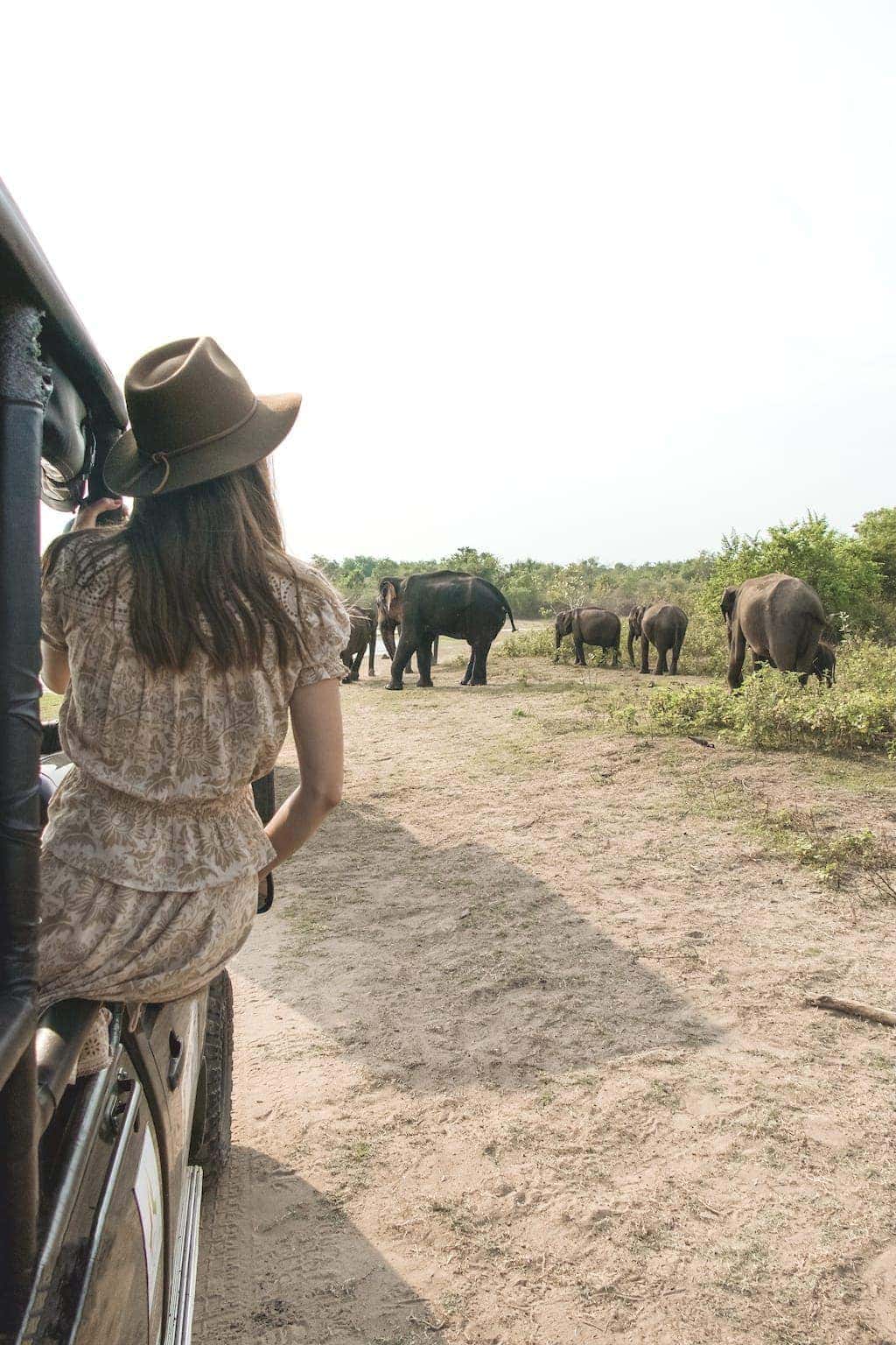 Safari