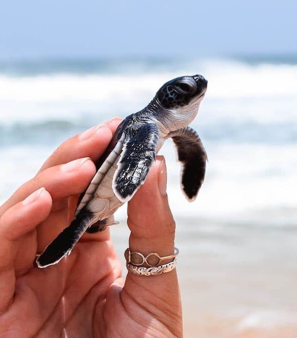Turtle Hatchery